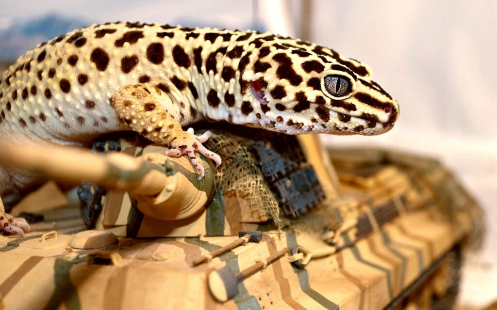 Leopard Gecko on Model Tank - Stunning High-Resolution Wallpaper