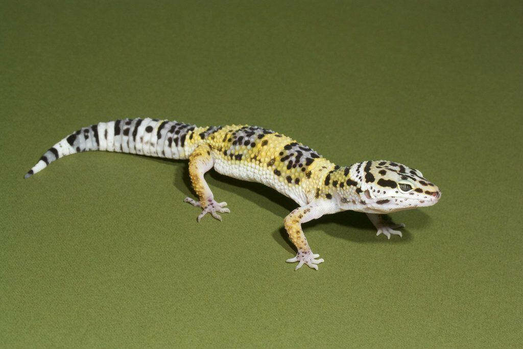 Leopard Gecko on Green Surface: Stunning Natural Beauty Wallpaper