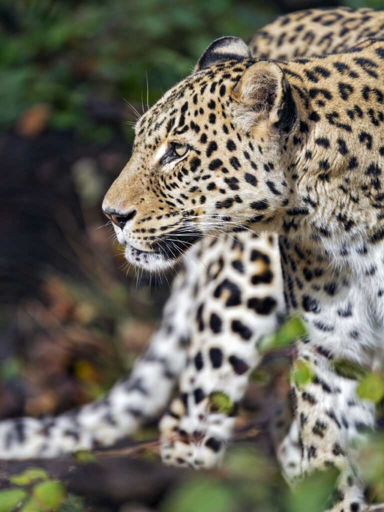 Stunning Leopard Wallpaper: Captivating Wild Power & Detail