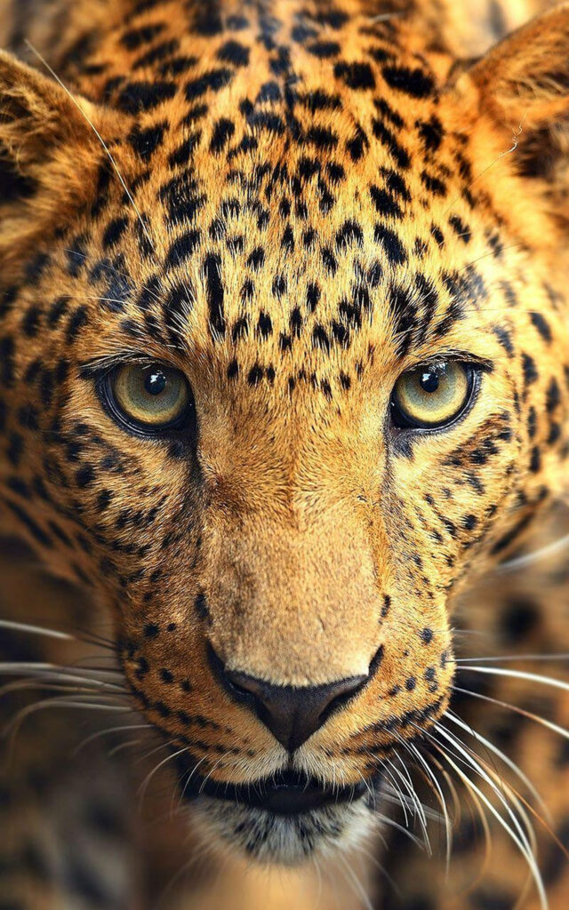 Stunning Close-Up Wallpaper of a Majestic Leopard’s Gaze