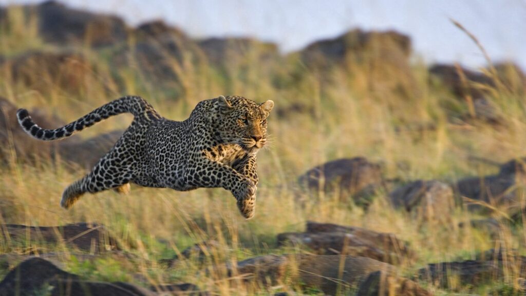 Dynamic Leopard Wallpaper: Captivating 1920x1080 Wild Action Scene
