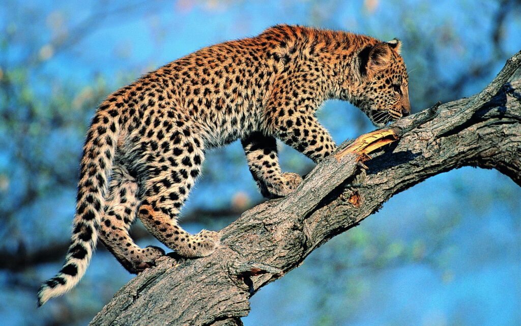 Stunning Leopard Wallpaper: Graceful Cat on Tree Branch Against Blue Sky