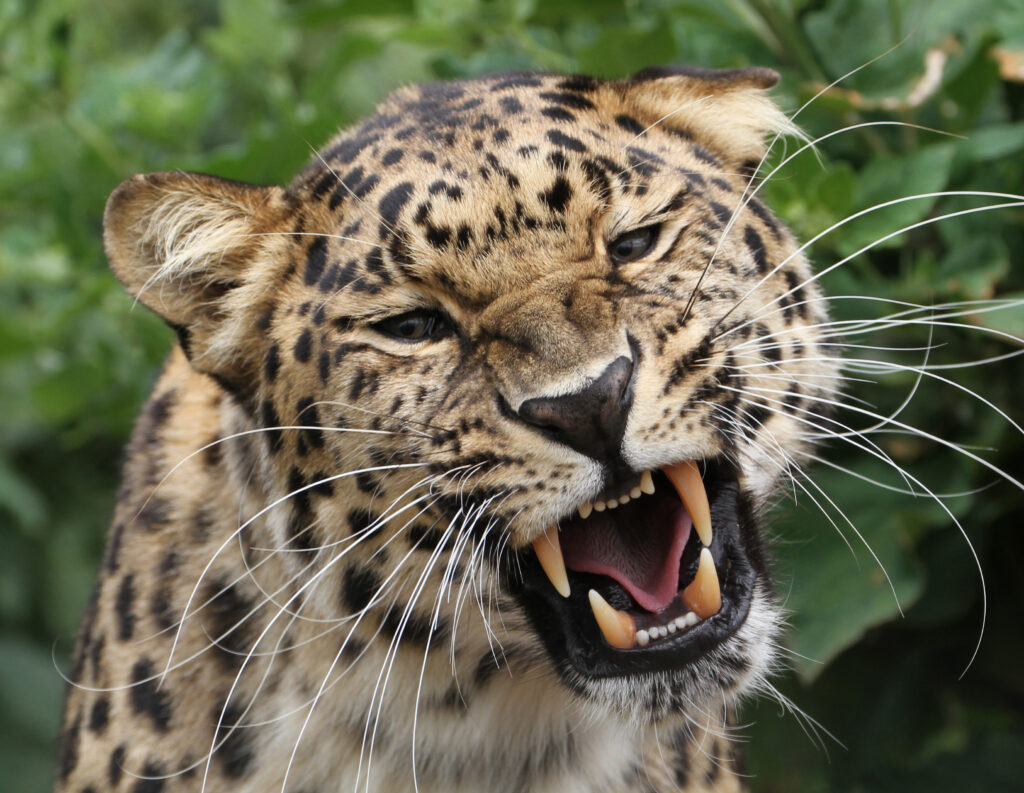Fierce Leopard Close-Up Wallpaper: Wild Big Cat in Lush Green