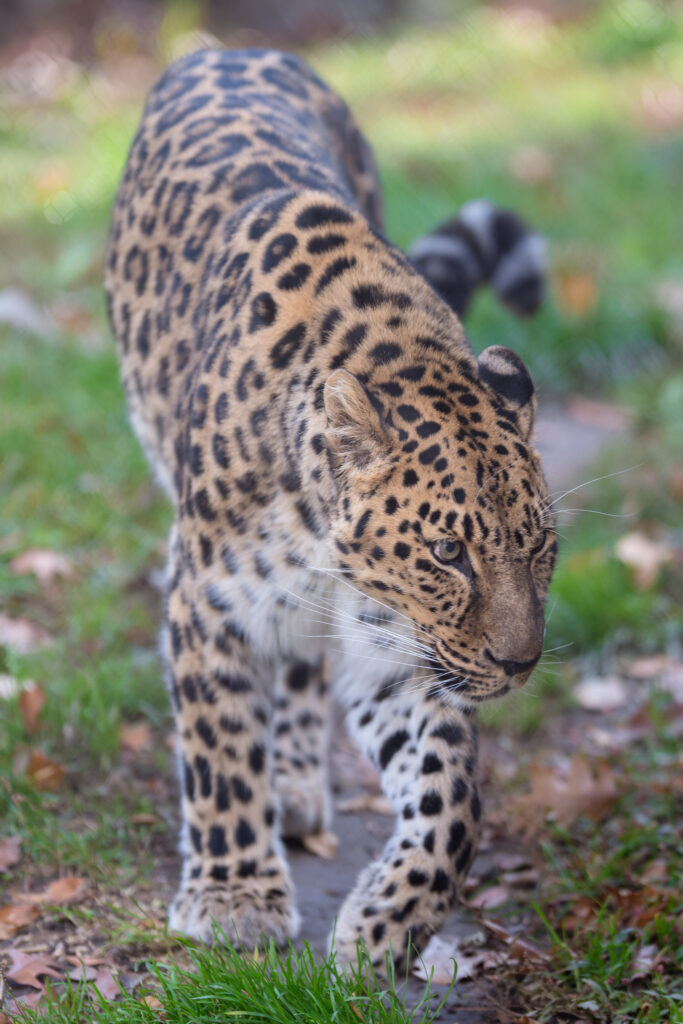 Stunning Leopard in Motion: Graceful Predator Wallpaper Background