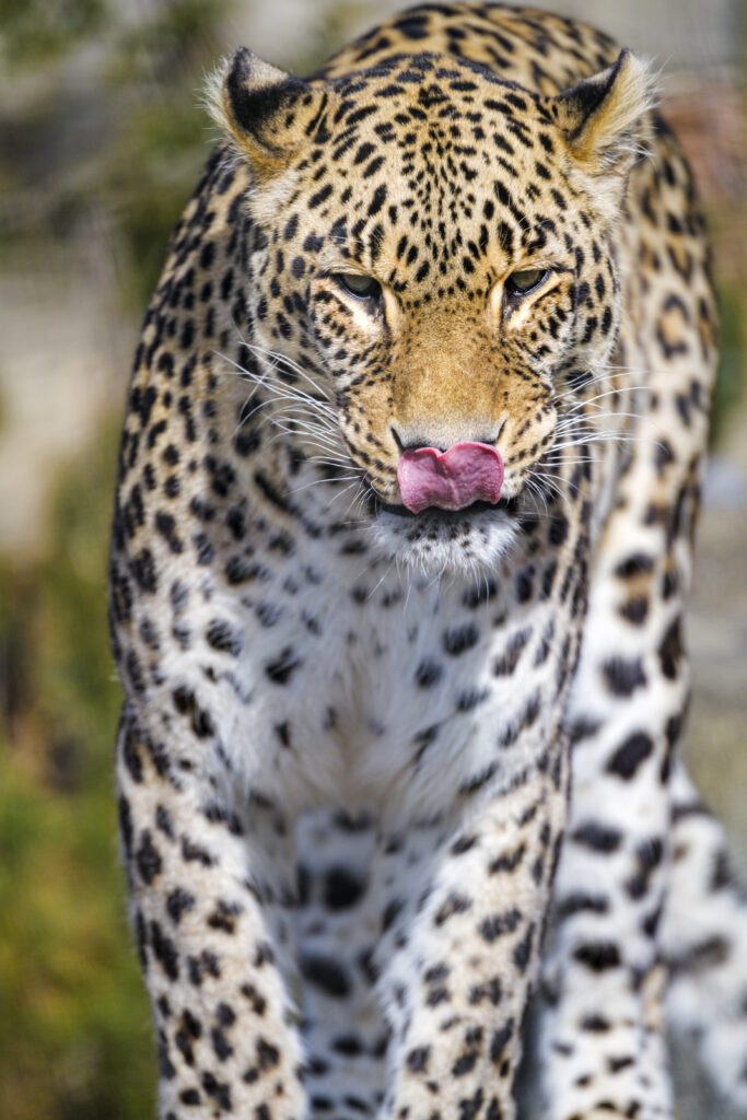 Striking Leopard Wallpaper: Dynamic Capture of Power & Detail