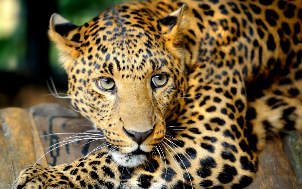 Close-Up of Leopard: Intense Gaze & Spotted Fur Wallpaper