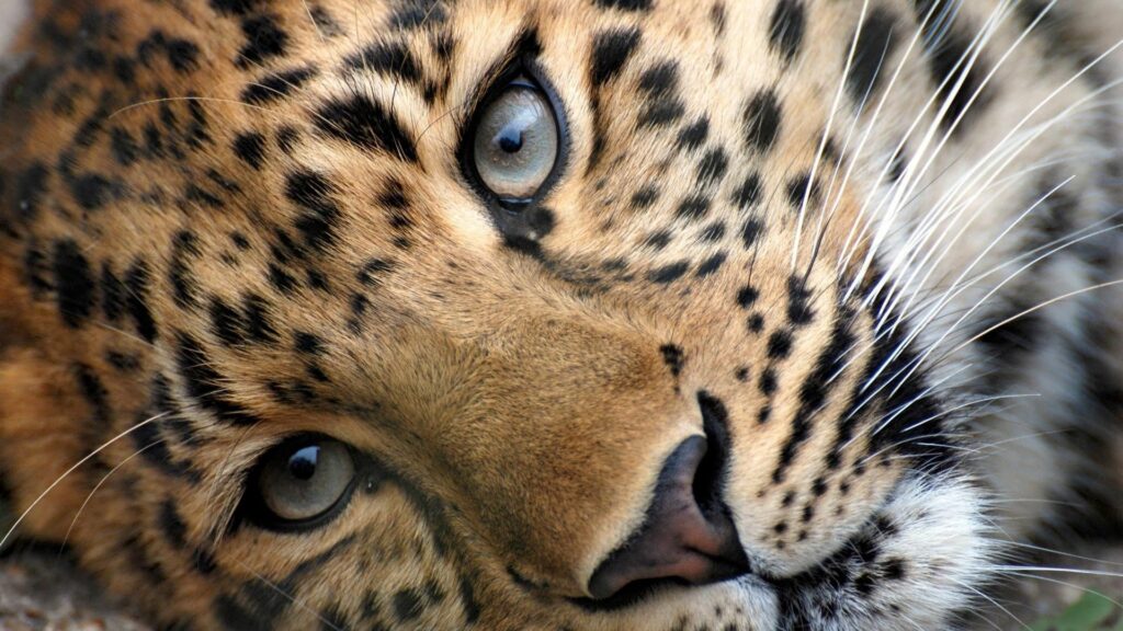 Majestic Leopard Close-Up: Stunning 1920x1080 Wallpaper Background