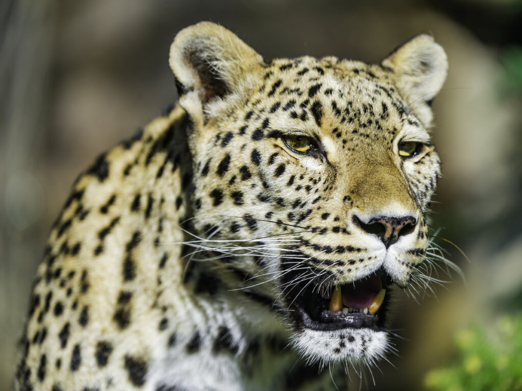 Stunning Leopard Wallpaper: Intense Gaze & Powerful Predator Background
