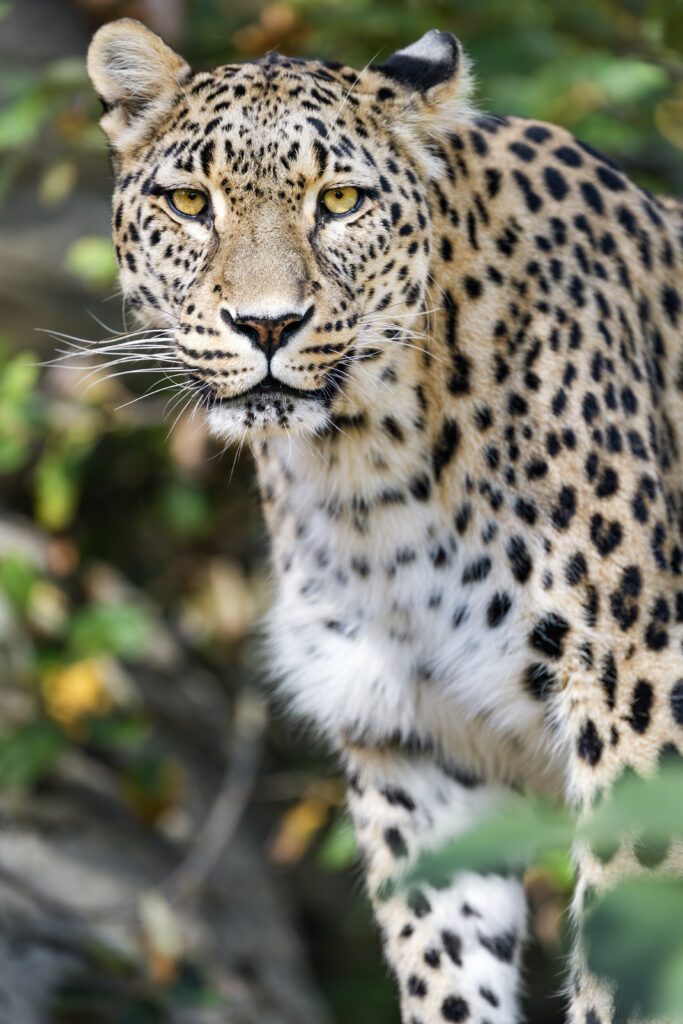 Stunning Leopard Wallpaper: Powerful Big Cat in Blurred Background
