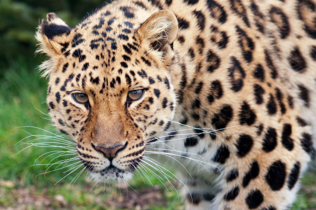 Majestic Leopard Wallpaper: Intense Gaze & Distinctive Spots