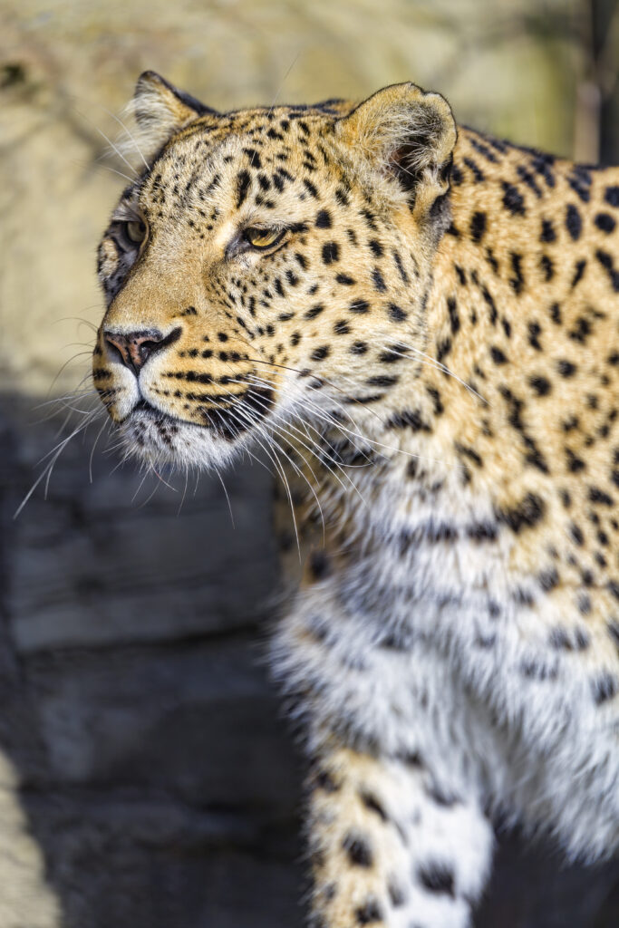 Majestic Leopard Wallpaper: Striking Coat & Intense Gaze