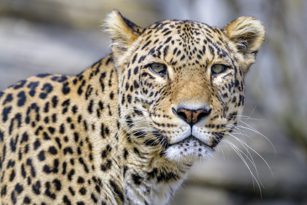 Majestic Leopard Wallpaper: Striking Predator in Natural Background