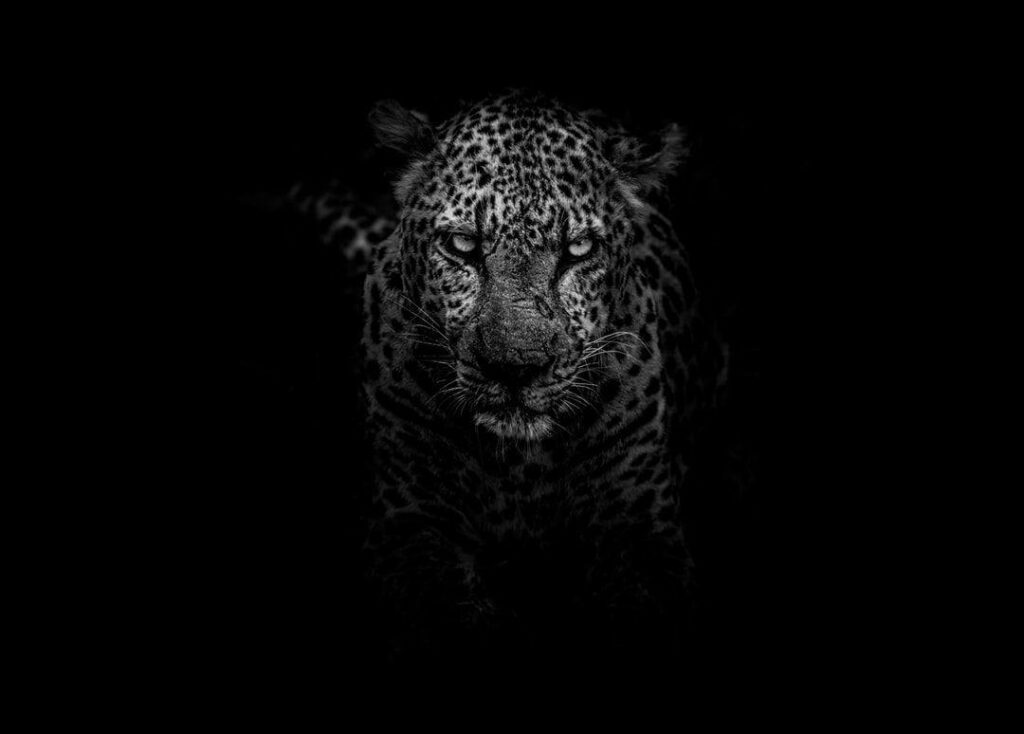Striking Leopard Portrait Wallpaper: Bold & Dramatic Black Background
