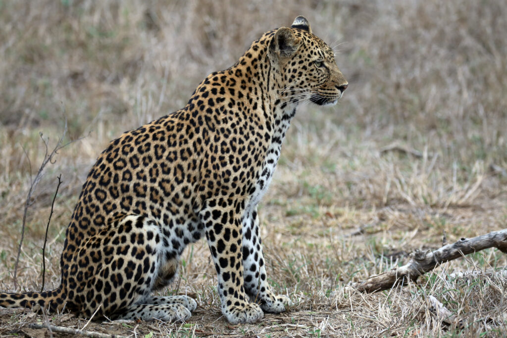 Stunning Leopard Wallpaper: Nature’s Powerful Predator in Action