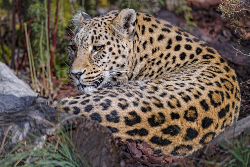 Stunning Leopard Wallpaper: Relaxing Predator in Serene Nature