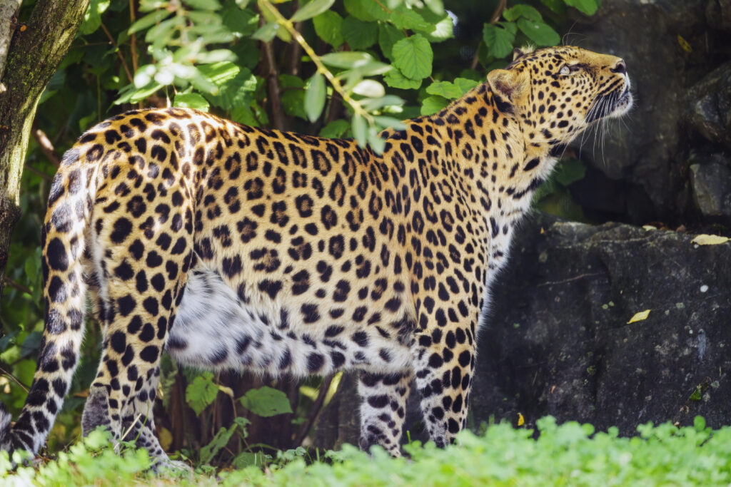 Stunning Leopard in Lush Greenery - Wild Nature Wallpaper