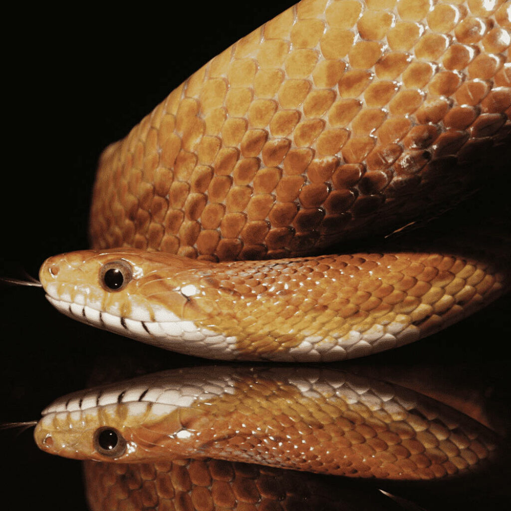 Captivating Light Brown Taipan Snake Wallpaper with Intense Gaze
