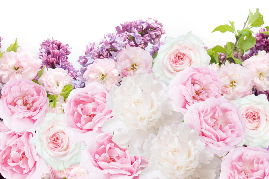 Elegant Light Pink and White Peony Floral Wallpaper Background