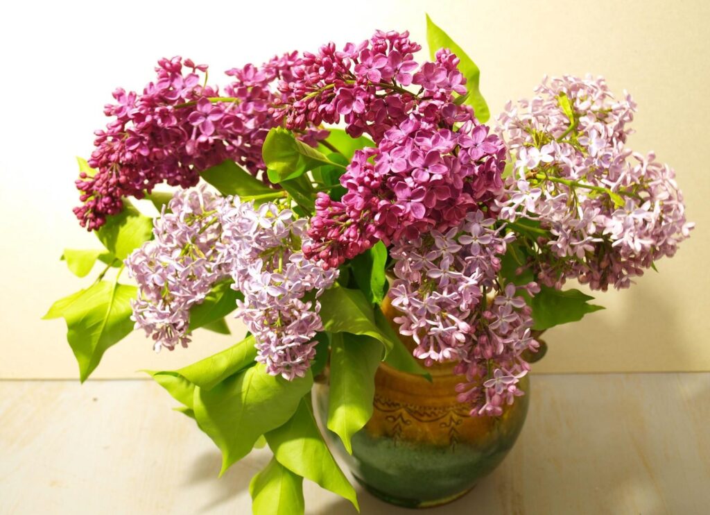 Stunning Lilac Blossom Wallpaper for a Fresh Spring Background