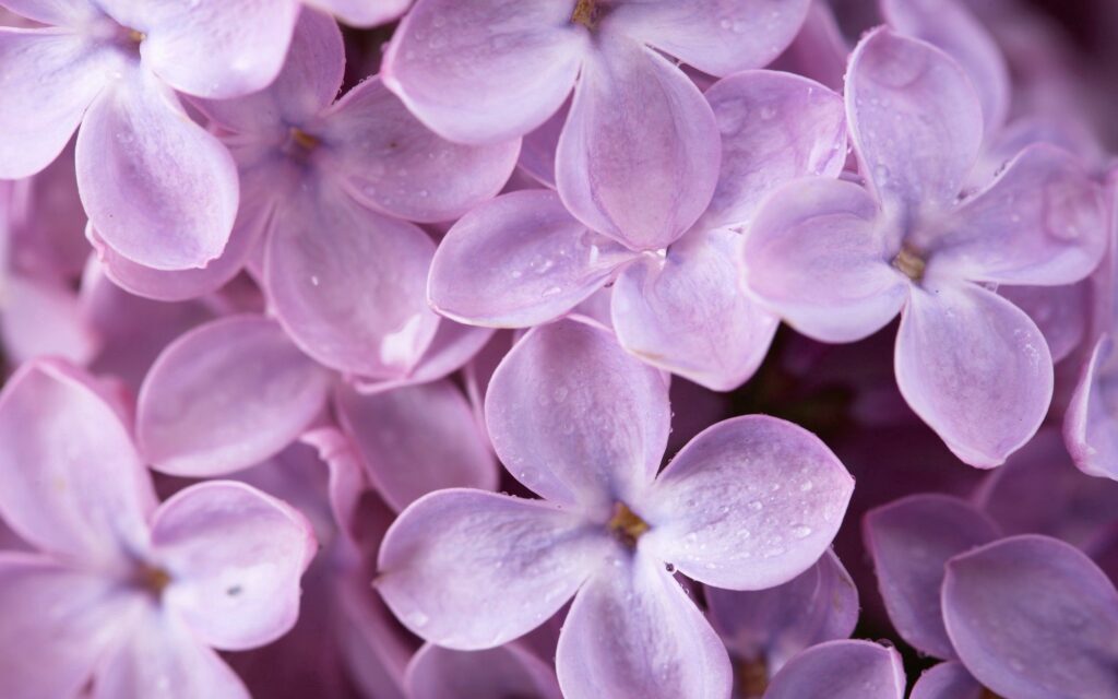 Stunning Macro Lilac Wallpaper with Soft Pastel Hues & Water Droplets