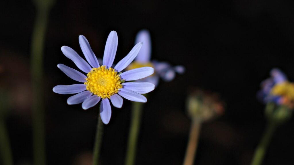Vibrant Lilac Flower with Yellow Center - Stunning Wallpaper Background