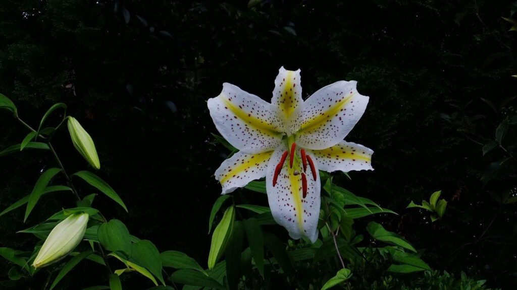 Blooming Lily Wallpaper: Vivid Flower Against Dark Forest Background