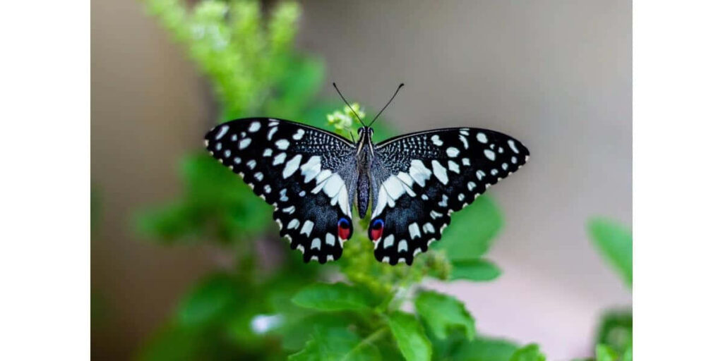 Stunning Lime Swallowtail Butterfly on Lush Greenery Background Wallpaper