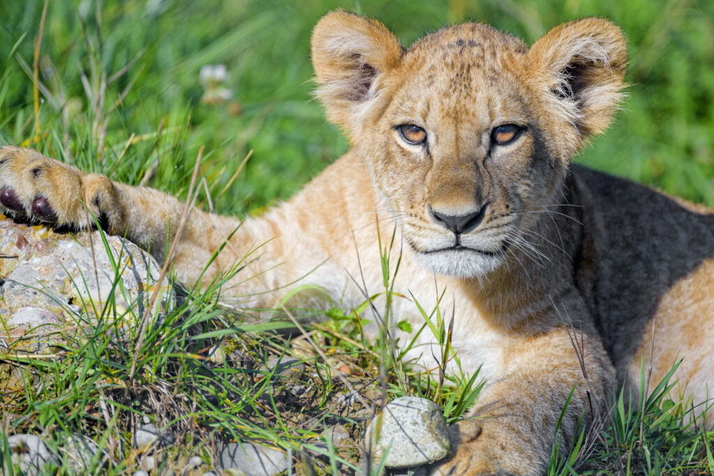 Explore a Captivating Lion Cub Wallpaper: Majestic Beauty in Nature