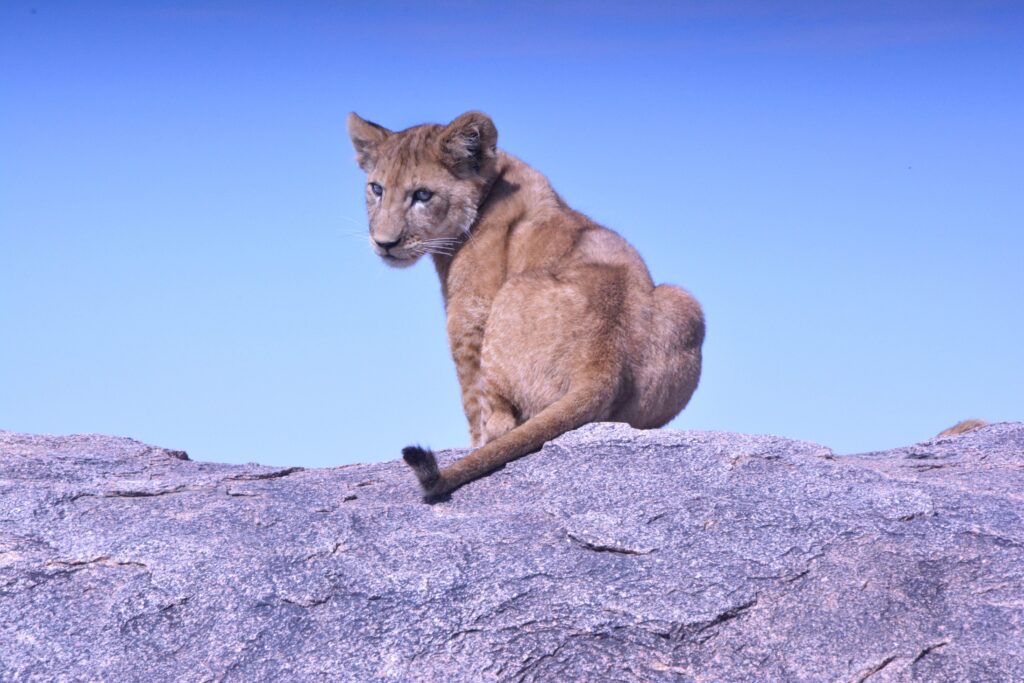 Graceful Lion Cub on Rock: Serene Wild Background Wallpaper