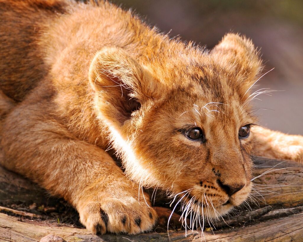 Intense Young Lion Cub Wallpaper: Curiosity & Majesty in the Wild
