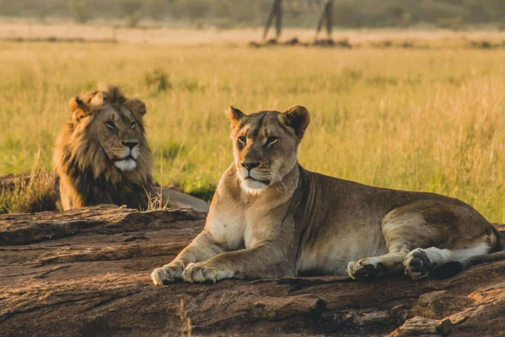 Serene Lion Wallpaper: Resting on Sunlit Rocks in African Savannah