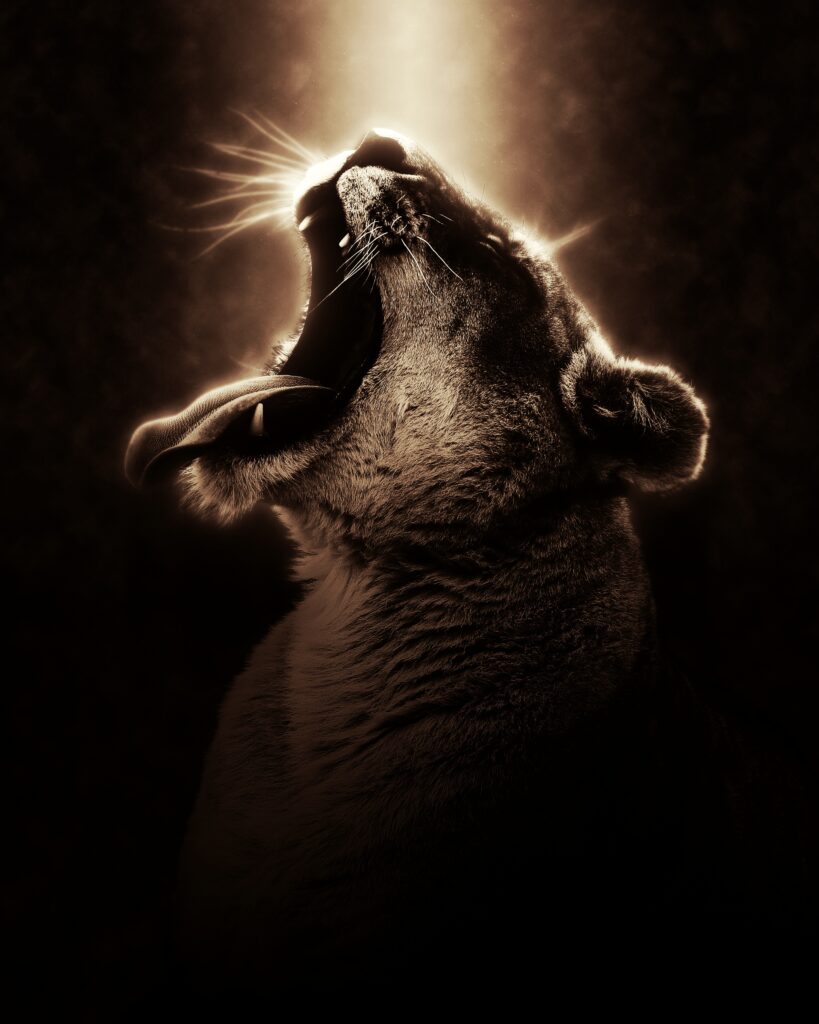 Fierce Lioness Wallpaper: Dramatic Light & Majestic Presence