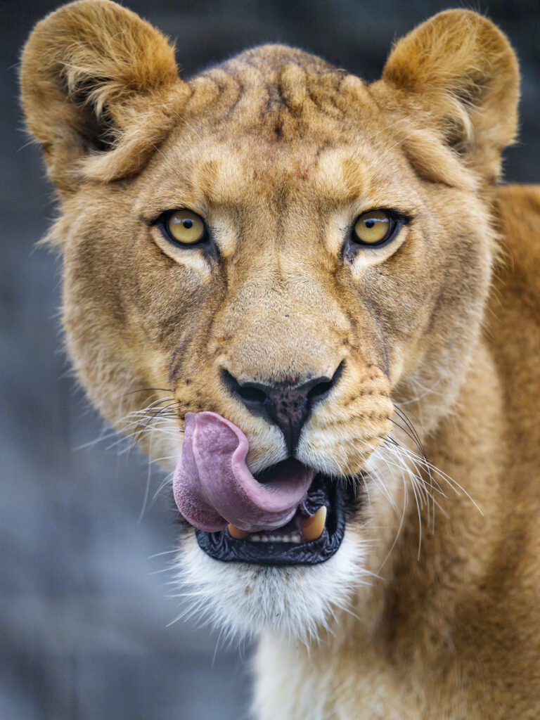 Majestic Lioness Wallpaper: Fierce Big Cat with Protruding Tongue