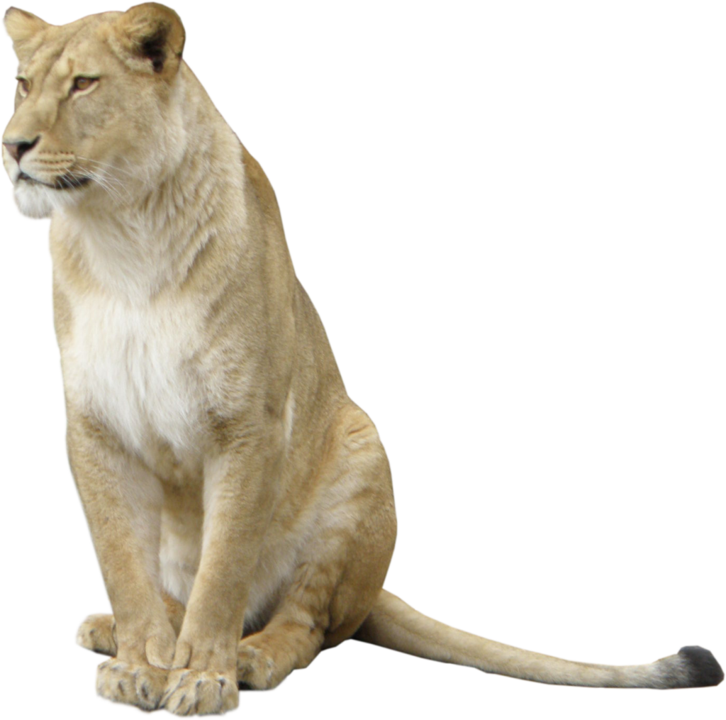 Majestic Lioness Wallpaper: Strength & Elegance on Transparent Background