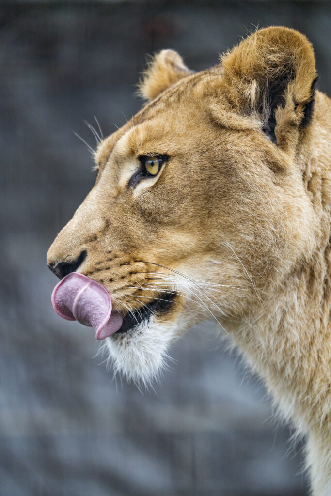 Stunning Lioness Profile Wallpaper: Majestic Eyes & Playful Tongue