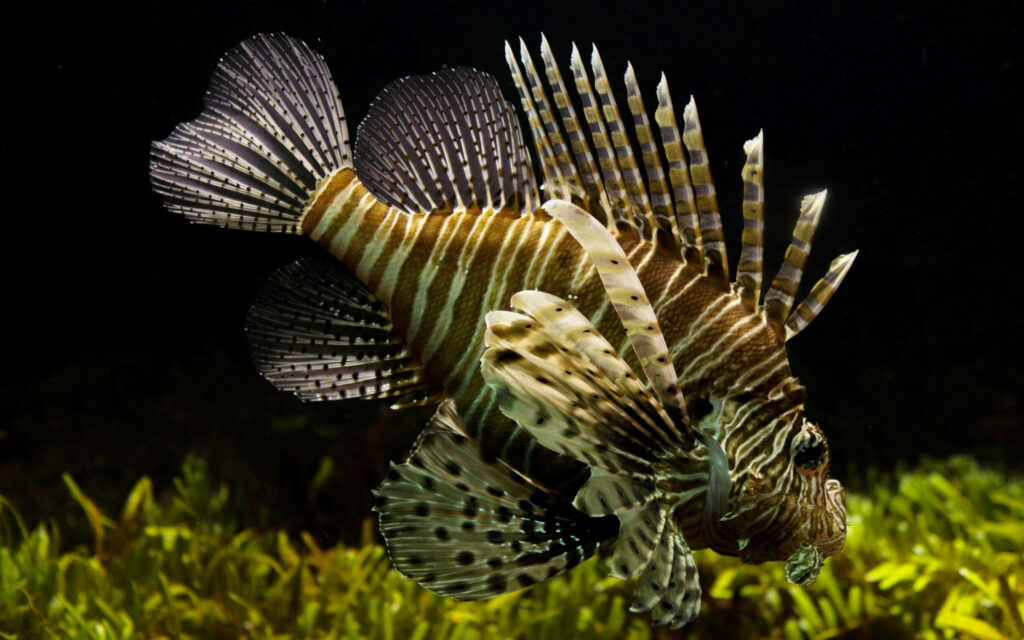 Stunning Lionfish Wallpaper: Striking Patterns & Vibrant Aquatic Plants