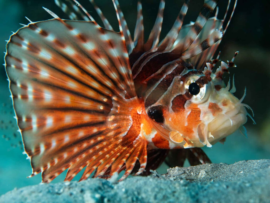 Majestic Lionfish Wallpaper: Vibrant Fish Against Serene Ocean Blue
