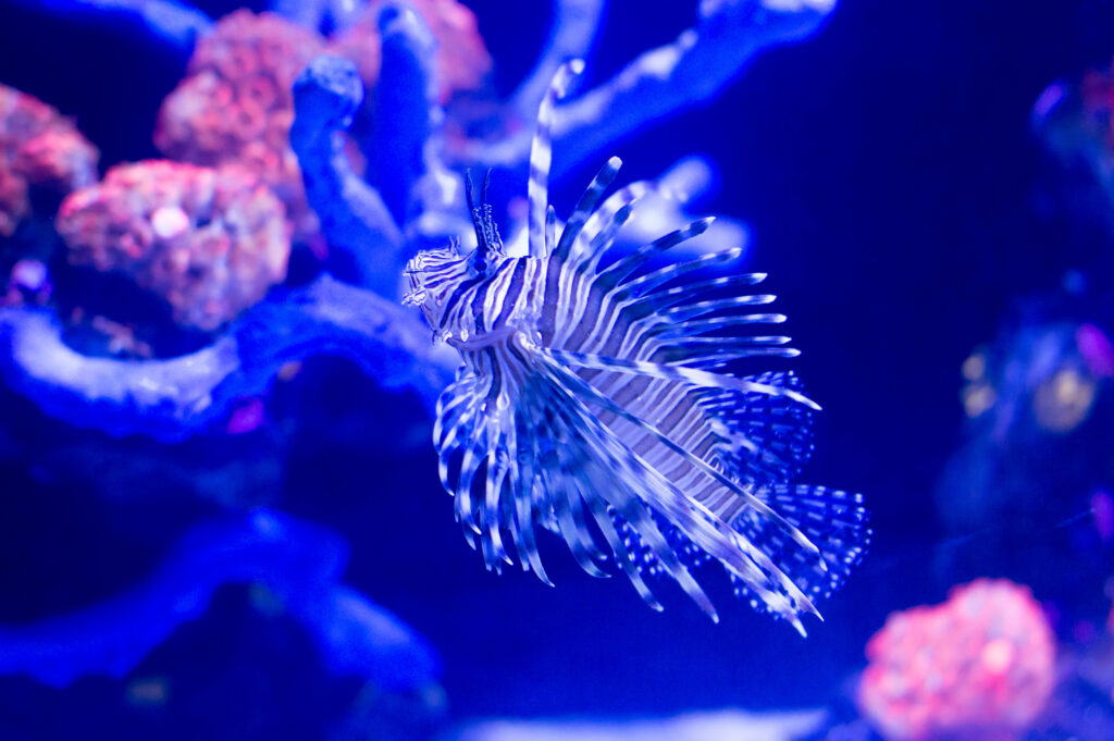 Stunning Lionfish Wallpaper: Vibrant Corals & Underwater Beauty