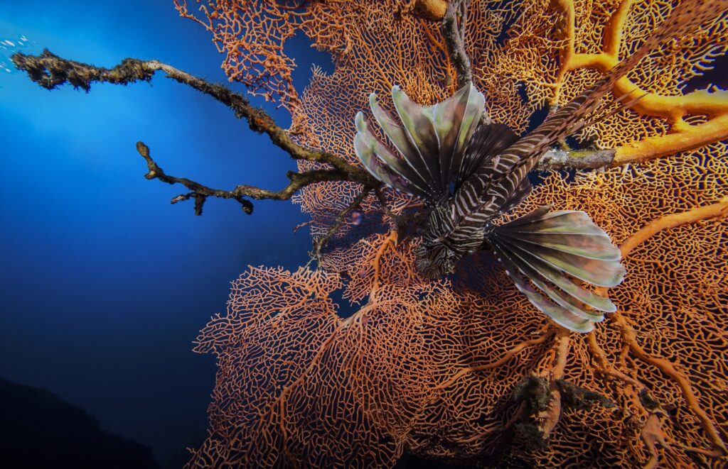 Vibrant Lionfish Among Coral: Stunning 2560x1652 Wallpaper