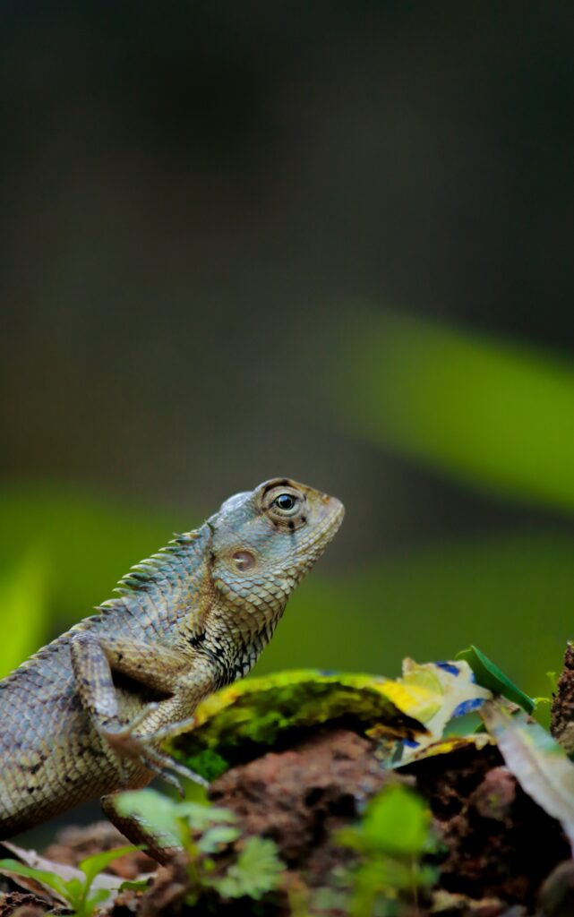 Close-Up Lizard Wallpaper: Intricate Scales on Rock Background