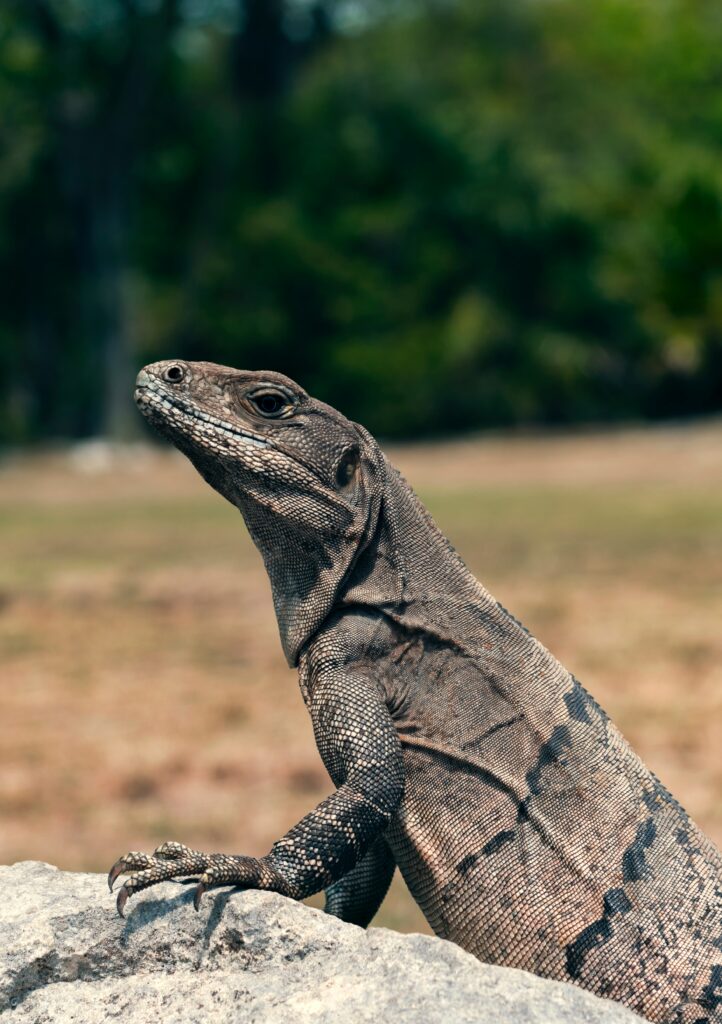 Stunning Lizard Portrait: Detailed Scales & Keen Eyes with Nature Background Wallpaper