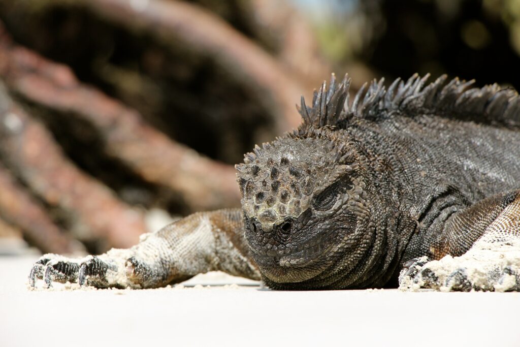 Stunning Lizard Wallpaper: Intricate Scales & Textured Skin