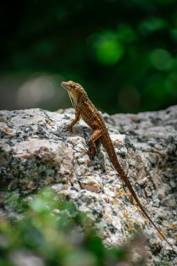 Macro Lizard Wallpaper: Stunning Detail on Textured Stone Surface