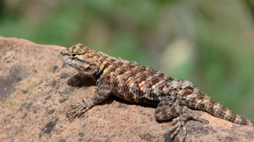 Lizard Basking on Rock: Detailed 1920x1080 Nature Wallpaper