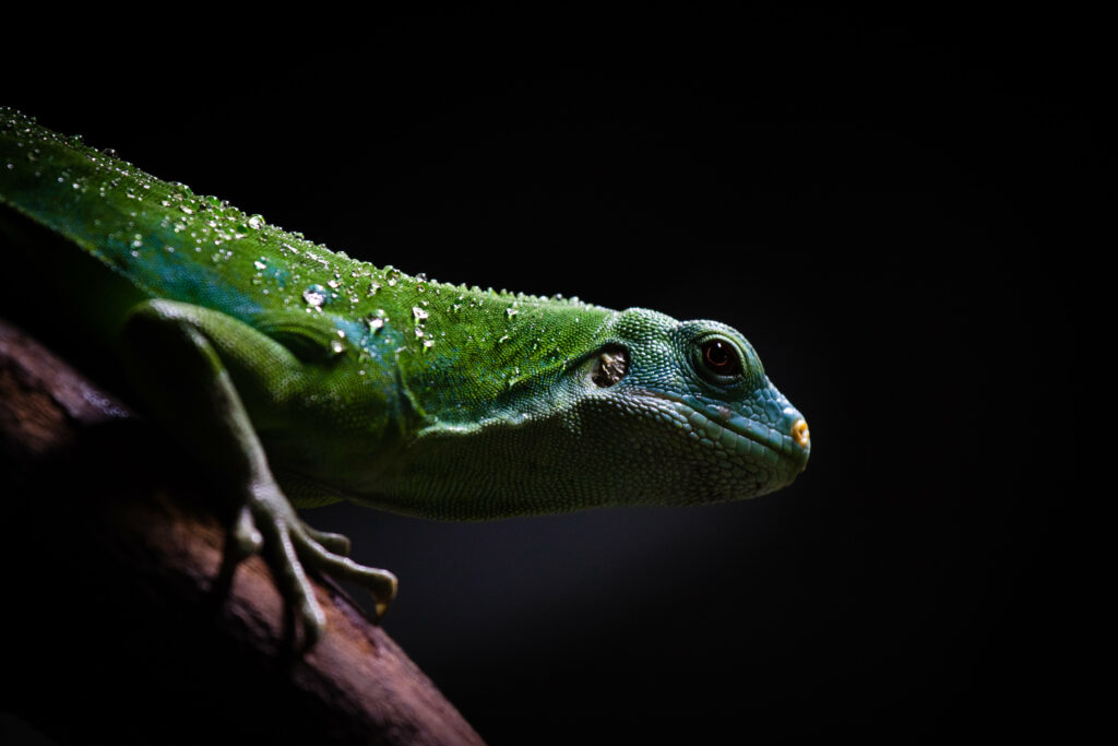 Lifelike Lizard on Branch Wallpaper: Vibrant Green Against Dark Backdrop