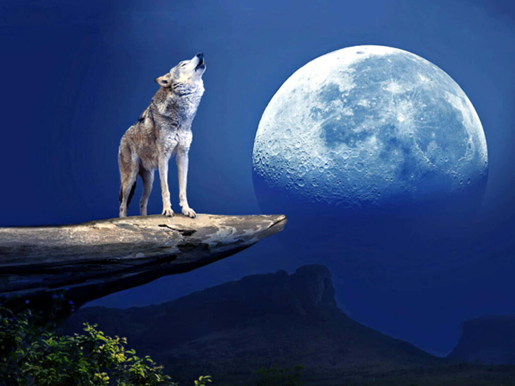Lone Wolf Howling Under Full Moon - Serene Wilderness Wallpaper