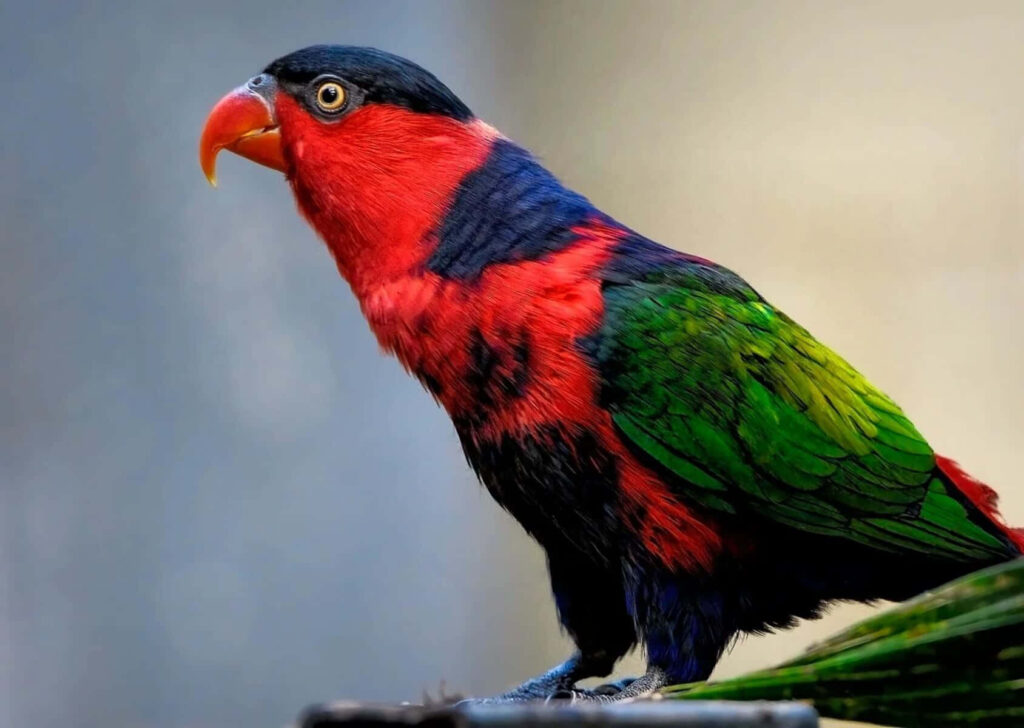 Vibrant Lory Bird Wallpaper: Stunning Profile View & Colorful Plumage