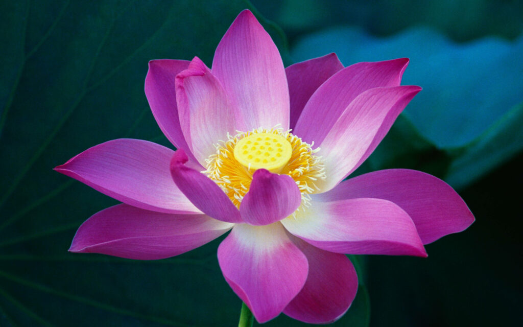 Vibrant Pink Lotus Flower Close-Up with Lush Green Background Wallpaper