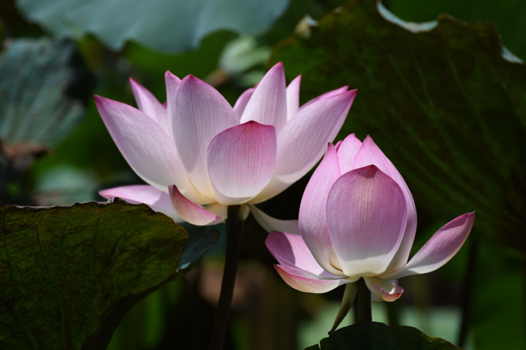 Close-Up of Blooming Pink Lotus Flowers Against Lush Green Background Wallpaper