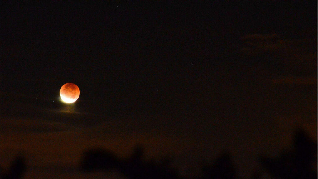 Stunning Lunar Eclipse Wallpaper: Reddish Moon & Silhouetted Trees